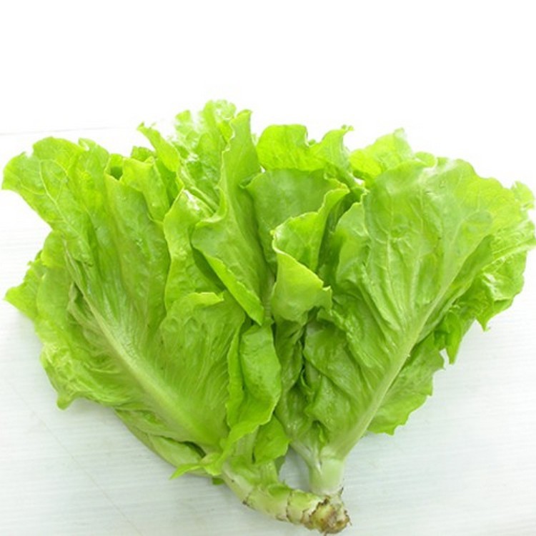 Xà lách mỡ